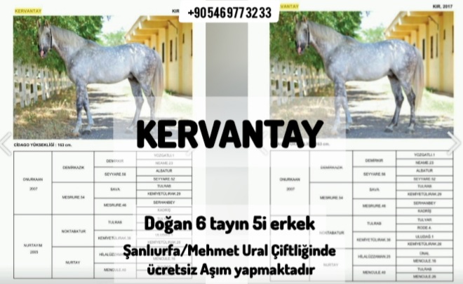 KERVANTAY ÜCRETSİZ AŞIM YAPMAK ÜZERE URAL ÇİFTLİĞİNDE +905469773233